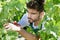 man cutting grapes with scissors in garden