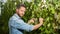 man cutting grapevine with garden scissors, harvesting