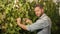 man cutting grapevine with garden scissors, harvesting