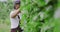 Man cutting hedge with electric trimming machine