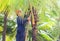 A man cutting leaves of palm