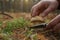 Man cutting porcini mushroom with knife in forest, closeup
