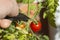 Man cutting ripe tomato from a tomato plant with garden cutters.