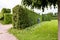 Man is cutting trees in the park. Professional gardener in a uniform cuts bushes with clippers