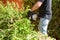 Man cutting and trimming  bushes and hedges with Hedge Trimmer