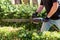 Man cutting and trimming  bushes and hedges with Hedge Trimmer