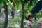 Man cutting twigs in the vineyard with a trimmer