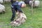 A man is cutting the wool of a sheep in the traditional way at the sheepshearingfestival in Exloo, the Netherlands