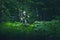 Man, cyclist in the full face helmet fast rides on the yellow enduro bicycle in the green forest