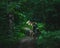 Man, cyclist in the full face helmet stands with the yellow enduro bicycle in the green forest