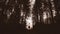 Man in dark pine tree forest