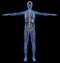 Man diagram x-ray cardiovascular, nervous, limphatic and skeletal systems