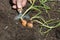 Man digging harvesting shallots, Red Sun variety, from a raised vegetable patch garden.