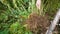 Man digging out raw fresh jerusalem artichokes, close up.