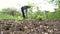 Man digging shovel in the garden