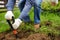 Man diging holes a shovel for planting juniper plants in the yard or garden. Landscape design