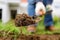 Man diging holes a shovel for planting juniper plants in the yard or garden. Landscape design