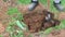 A man digs a hole for planting a tree with a shovel close-up.