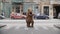 Man in dino mascot costume dancing at city street crosswalk