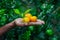 A man displaying on his hand tangerine and citrus fruits. Ripe and unripe citrus fruits