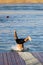 A man dives from shore to lake