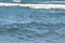 Man dives in the swimming flippers snorkeling mask and tube in the storm waves.