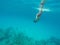 Man diving into the blue sea