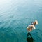 Man diving into lake