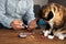 Man does a home test with a lancet pen and a glucometer, a cat is watching, medical concept, blood glucose control