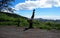 Man does Mayurasana or Peacock Pose on tree stump in the mountains of Oahu