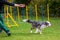 Man and dog on an agility course