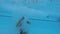 Man doing a cannonball into swimming pool and diving out, view from underwater