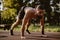 Man doing dive bomber push ups in the outdoor gym