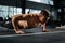 Man doing push ups in a gym. Exhaling and inhaling after push-ups and exercise. Perfect for fitness and workout. Young sports man