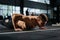 Man doing push ups in a gym. Exhaling and inhaling after push-ups and exercise. Perfect for fitness and workout. Young sports man