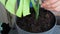 Man doing replant monstera to new pot at home. Pulling plant with roots from pot, close-up. Florist gardening at home