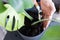 Man doing replant monstera to new pot at home. Pulling plant with roots from pot, close-up. Florist gardening at home