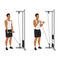 Man doing Straight bar low pulley cable curl. Flat vector illustration