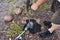 Man Drilling a Hole in a River Rock in Arizona Backyard