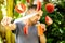 Man drinks tomato juice and cuts tomatoes simultaneously.
