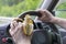 A man drives a car with a banana in his hand.