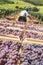 Man drives a tractor with wooden boxes with grapes