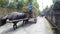 Man driving hay cart pulled by carabao water buffalo