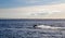 A man driving a jetski on the Oresund strait Ã–resund on a warm summer evening with the Oresund bridge and Copenhagen in the