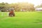 A man driving a lawn mower  On a large football field, in the morning time, outdoors, gardening ideas