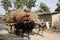 Man Driving Oxcart Loaded with Rice Straw