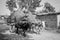 Man Driving Oxcart Loaded with Rice Straw