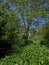 Man dwarfed by nature in river habitat