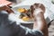 Man eating delicious roulade of rabbit meat in a restaurant. small portion