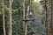 Man on an elevated platform at work cleaning a tall tree